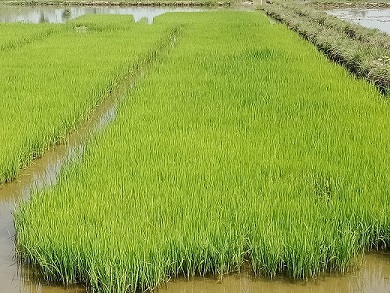 PESEMAIAN PADI SAWAH KECAMATAN WAWOTOBI KAB. KONAWE