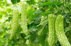 Manfaat Buah Pare sebagai Obat	