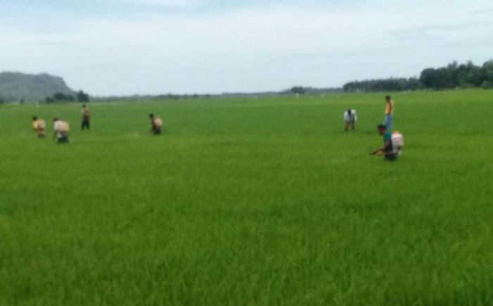 PENGENDALIAN HAMA DAN PENYAKIT TIM BRIGADE OPT PADA TANAMAN PADI SAWAH DIPOKTAN IYA LARA