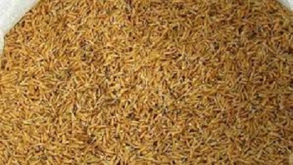 Cara Memilih Benih Unggul Bernas Padi Sawah