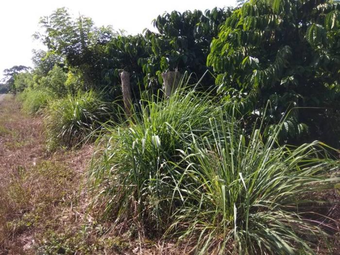 Serai Wangi Sebagai Tanaman Sela Perkebunan