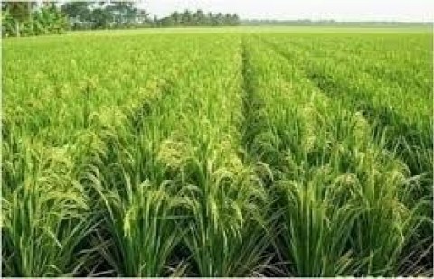 Keamanan Petani Dalam Berinves Lewat Autp