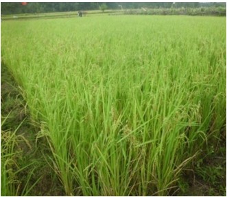 PENGENDALIAN PENYAKIT TANAMAN PADI SAWAH