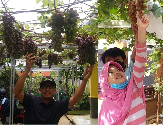 BUDIDAYA BUAH ANGGUR DI PEKARANGAN RUMAH