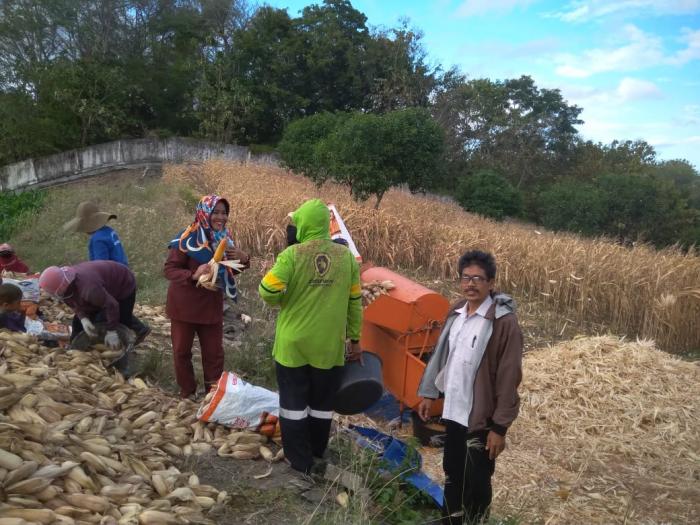 Usaha Budidaya Jagung BISI-18 di Lahan Kering