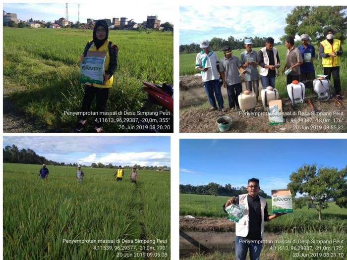 Pengendalian Penyakit Kresek dan Hawar Daun Bakteri