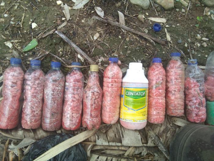 PEMANFAATAN TELUR KEONG MAS SEBAGAI ALTERNATIF BAHAN BAKU POC