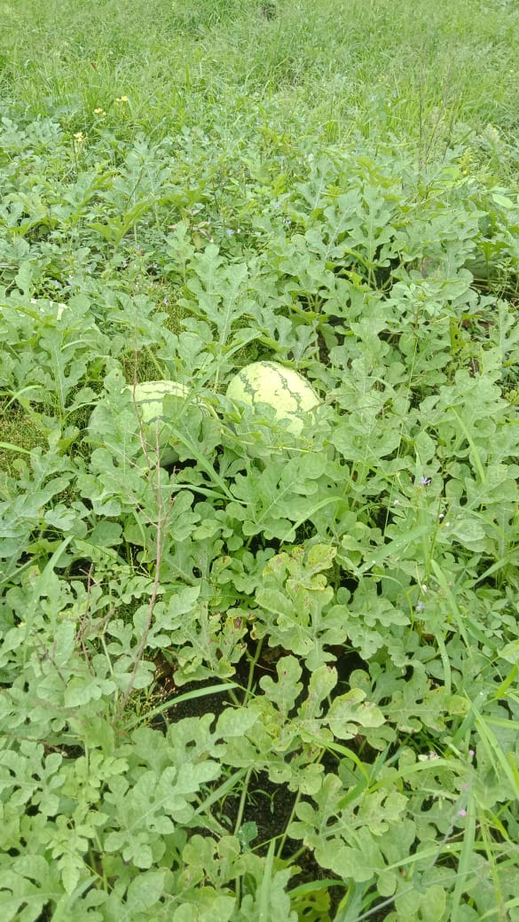 Bulan Ramadhan Dan Si Buah Manis Nan Segar