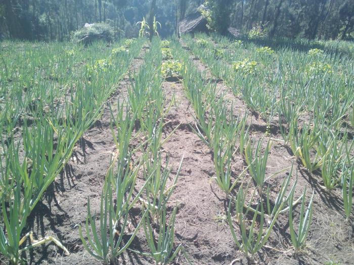 PENERAPAN SISTEM JAJAR LEGOWO PADA BUDIDAYA BAWANG DAUN
