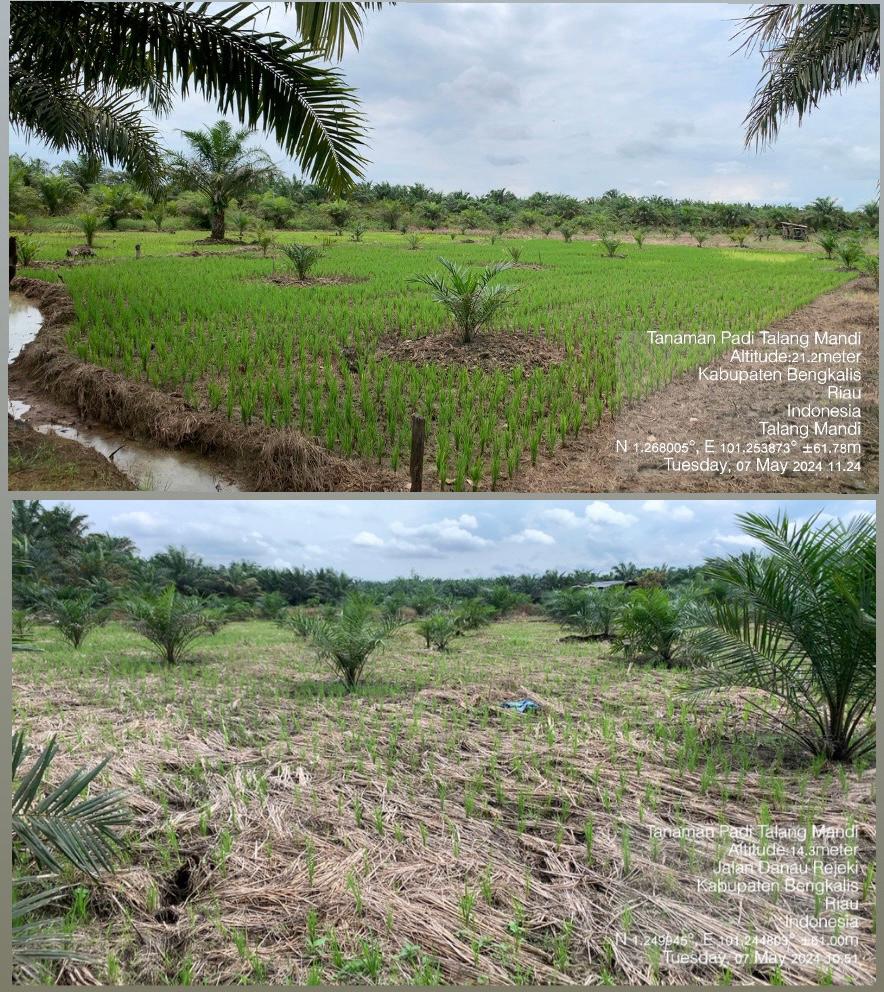 BERTANAM PADI DI SELA KELAPA SAWIT AKIBAT KURANGNYA LAHAN PERSAWAHAN