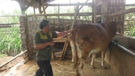 Inseminasi Buatan (IB) Ternak Sapi