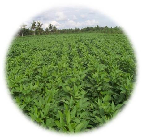 Teknologi Budidaya Kedelai