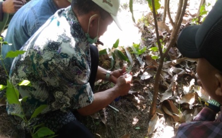 OKULASI TANAMAN MANGGA DI KELOMPOK TANI MANDIRI  DS. SENDANGMULYO KEC. NGAWEN