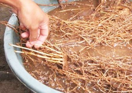 PGPR  Plant Growth Promoting Rhizobacteria