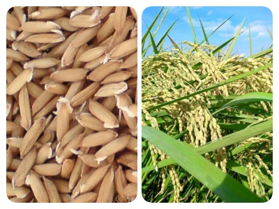 REKOMENDASI BENIH DAN PERLAKUAN BENIH SAWAH TADAH HUJAN