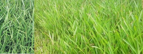 Meningkatkan branding Ubi Cilembu sebagai pangan alternatif 