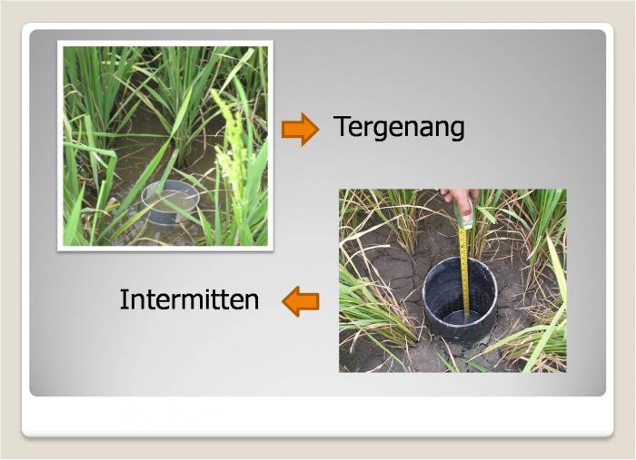 PENGGUNAAN AIR SISTEM BASAH/KERING PADA TANAMAN PADI