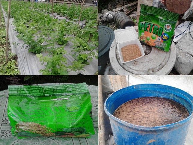 BUDIDAYA SELEDRI ORGANIK