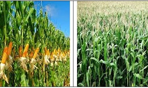 TEKNOLOGI BUDIDAYA JAGUNG HIBRIDA PADA LAHAN KERING MASAM DI BANGKA BELITUNG