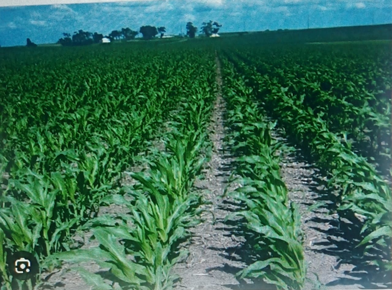 BUDIDAYA JAGUNG DI LAHAN GAMBUT