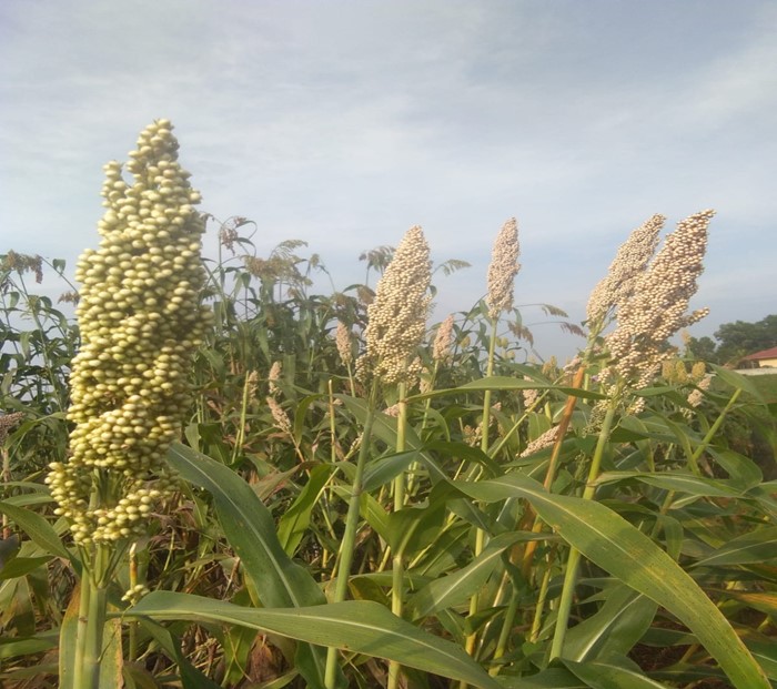 Fase Pertumbuhan Tanaman Sorgum