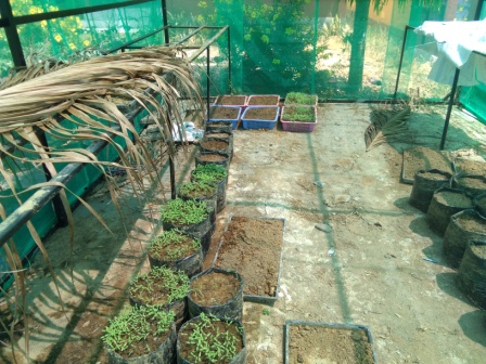 Membuat Media Persemaian Hortikultura/sayuran