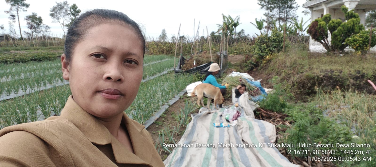 Rahasia Petani Sukses: Mengolah Bawang Merah Pasca Panen Untuk Nilai Jual Tinggi