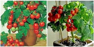 Pengendalian Hama Kutu Kebul Pada Tanaman Tomat