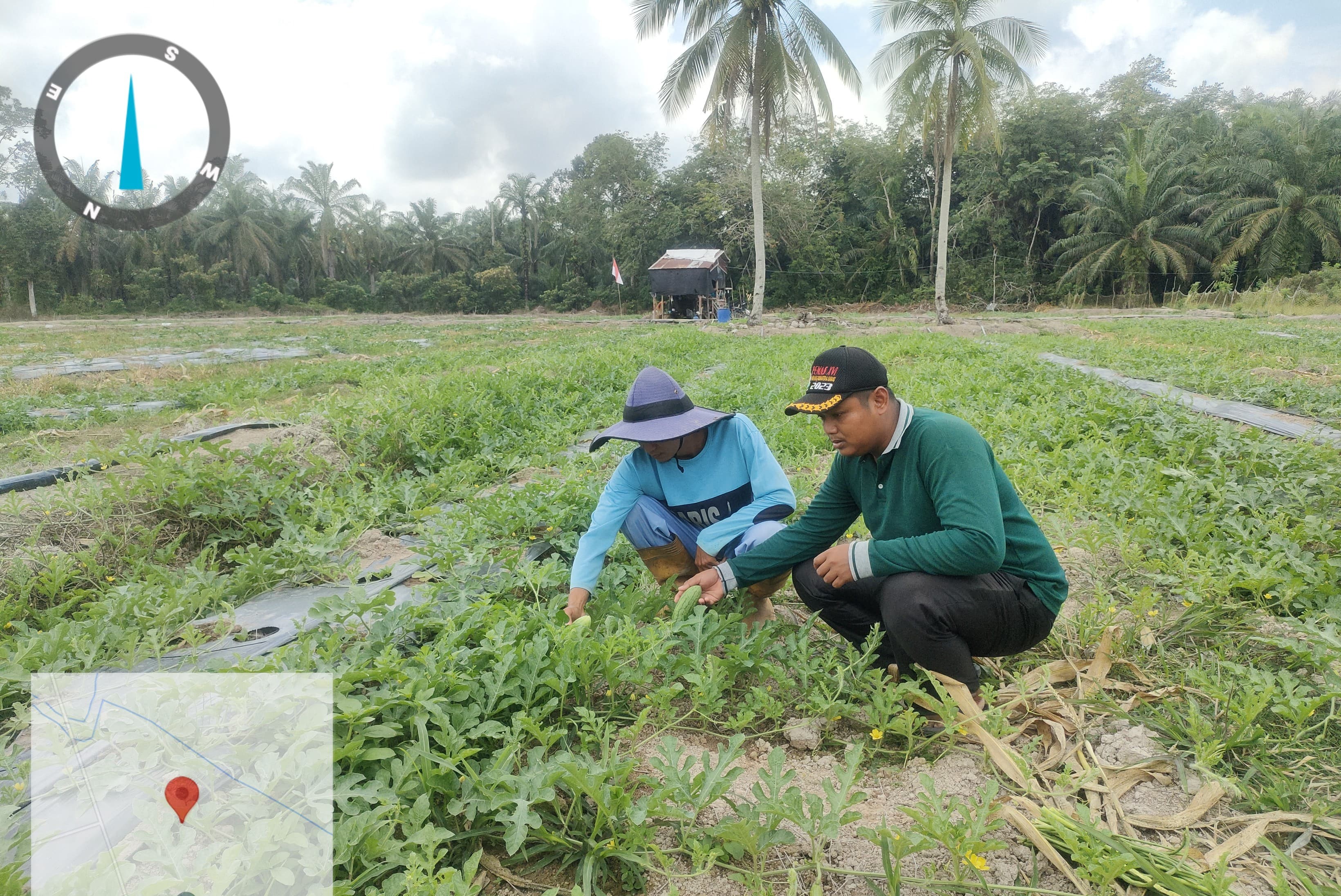 Budidaya Tanaman Semangka Kelompok Tani Tani Muda Desa Sungai Nibung Kecamatan Siak Kecil 