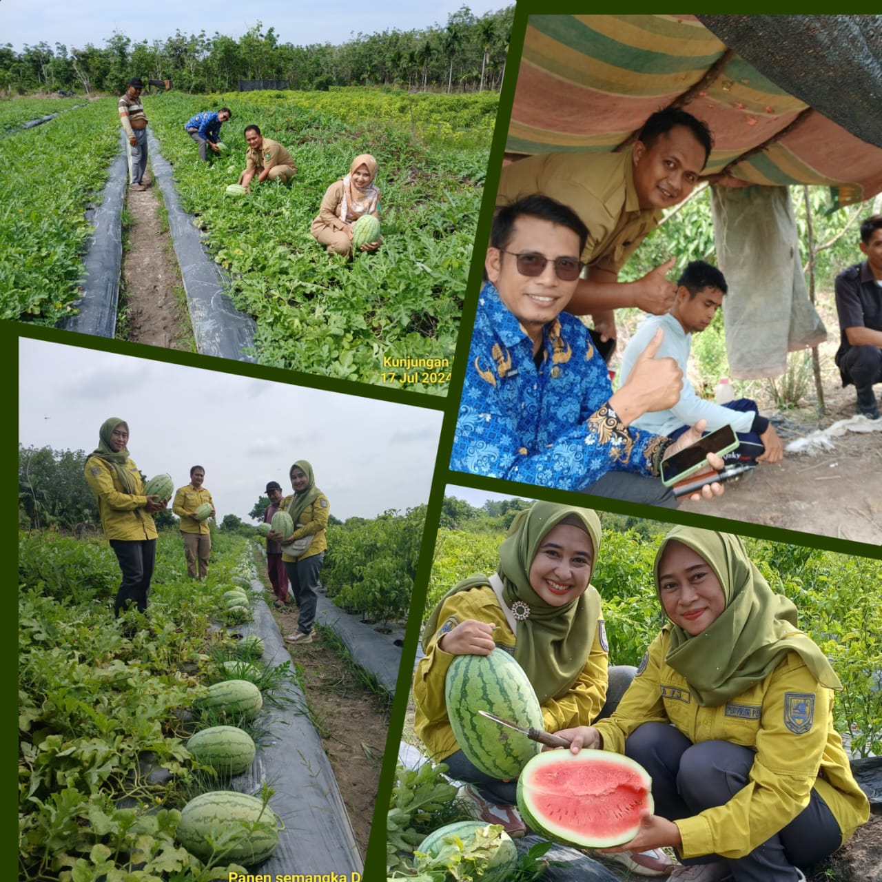 PENYULUH PERTANIAN MENGIKUTI PANEN SEMANGKA BERSAMA PETANI