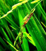 MENGENDALIKAN HAMA WALANG SANGIT PADA TANAMAN PADI