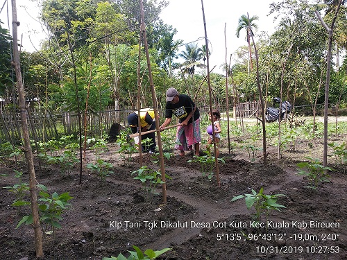 Budi Daya Tanaman Kacang Panjang