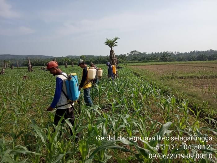 Gerdal organisme pengganggu tanaman (opt) jagung