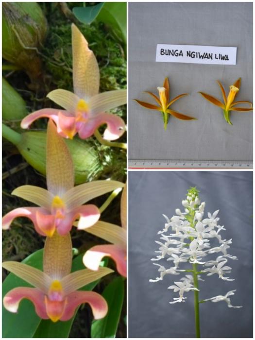 ANGGREK HUTAN: SUMBERDAYA GENETIK LOKAL TANAMAN HIAS KABUPATEN LAMPUNG BARAT