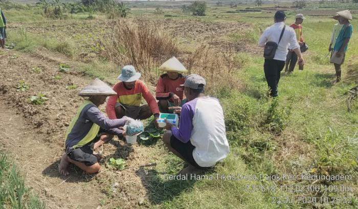 GERDAL TIKUS DI DESA PEJOK KECAMATAN KEDUNGADEM