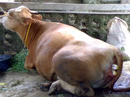 PENGAWALAN DAN PENDAMPINGAN DALAM RANGKA PENGENDALIAN SAPI/KERBAU BETINA PRODUKTIF 