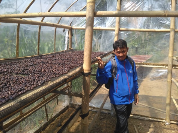 Paska Panen Kopi Di Kelompok Tani Watangsari 1 Desa Sanguwatang Kecamatan Karangjambu Kabupaten Purbalingga