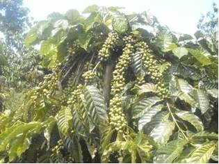 KOPI SAMBUNG