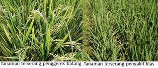 WASPADAI HAMA DAN PENYAKIT UTAMA PADA TANAMAN PADI DI MUSIM GADU 