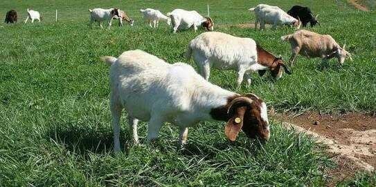 METODE PEMBERIAN PAKAN TERNAK KAMBING