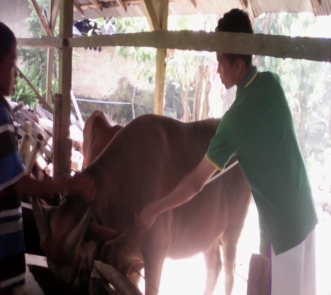 ANALISA USAHA TANI PENGGEMUKAN SAPI YANG DILAKUKAN OLEH PETANI MILENIAL  DI KELOMPOK TANI MERTA SARI  DESA MALONAS KECAMATAN DAMPELAS KABUPATEN DONGGALA