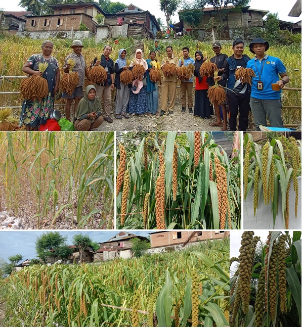 POTENSI JEWAWUT ``TARREANG" DI SULAWESI BARAT