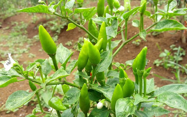 CARA MUDAH MENANAM CABAI RAWIT