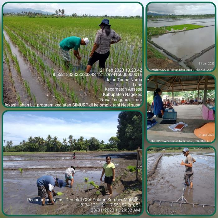 Demplot Penerapan Teknologi CSA Tahun 2023 di BPP Danga Kabupaten Nagekeo