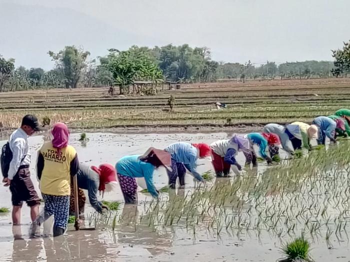 Wilayah Binaan Desa Karangsono dan Kwadungan Kec. Kwadungan memiliki topografi datar dengan mata pencaharian padi sawah