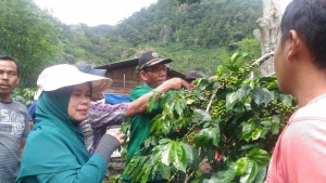 PANEN DAN PASCA  PANEN KOPI ARABIKA