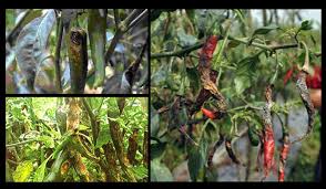 PENGENDALIAN PENYAKIT ANTRAKNOSE PADA TANAMAN CABAI