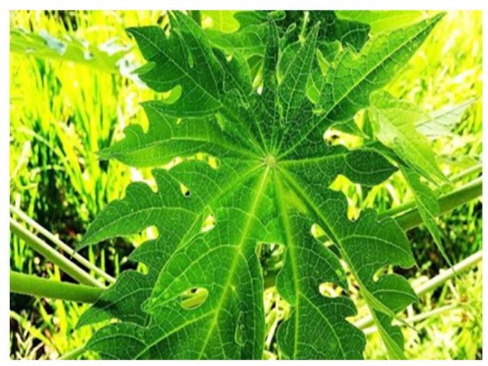 KANDUNGAN DAN MANFAAT DAUN PEPAYA