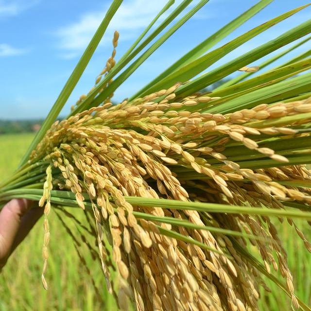 TEKNOLOGI BUDIDAYA PADI HIBRIDA