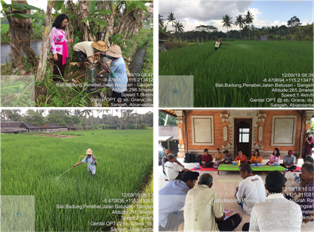 Gerdal Di Subak Gerana Desa Gerana Abiansemal Badung Bali